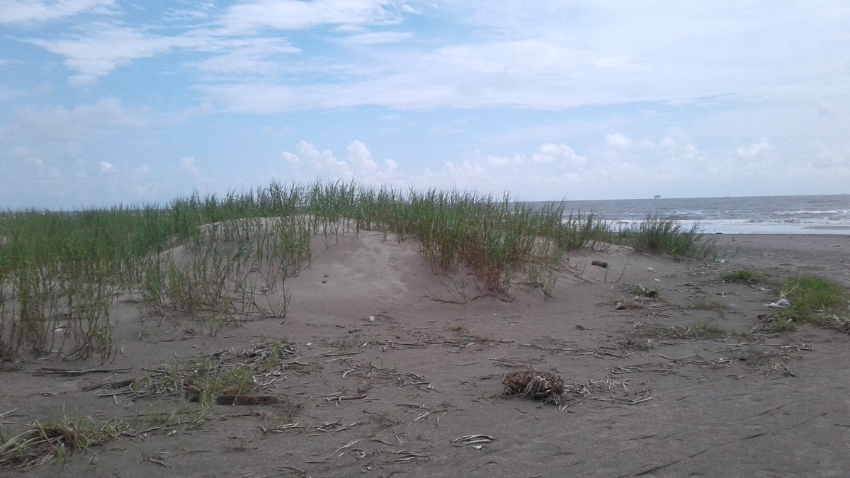 quentonfontenot's tweet photo. The restoration plantings at Elmers Island are really taking off.  Notice how the plants trap wind-blown sand and build dunes.  That is why it is important to plant newly restored coastal habitat! https://t.co/HVZEjuwgjl