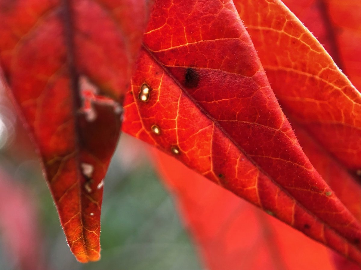 AgWriterArk's tweet photo. #Red sumac leaves in the #Arkansas #Ouachitas  #ShiftCamRed #ShiftCamColor Taken with @shiftcam travel macro, https://t.co/auxmjD5VhW