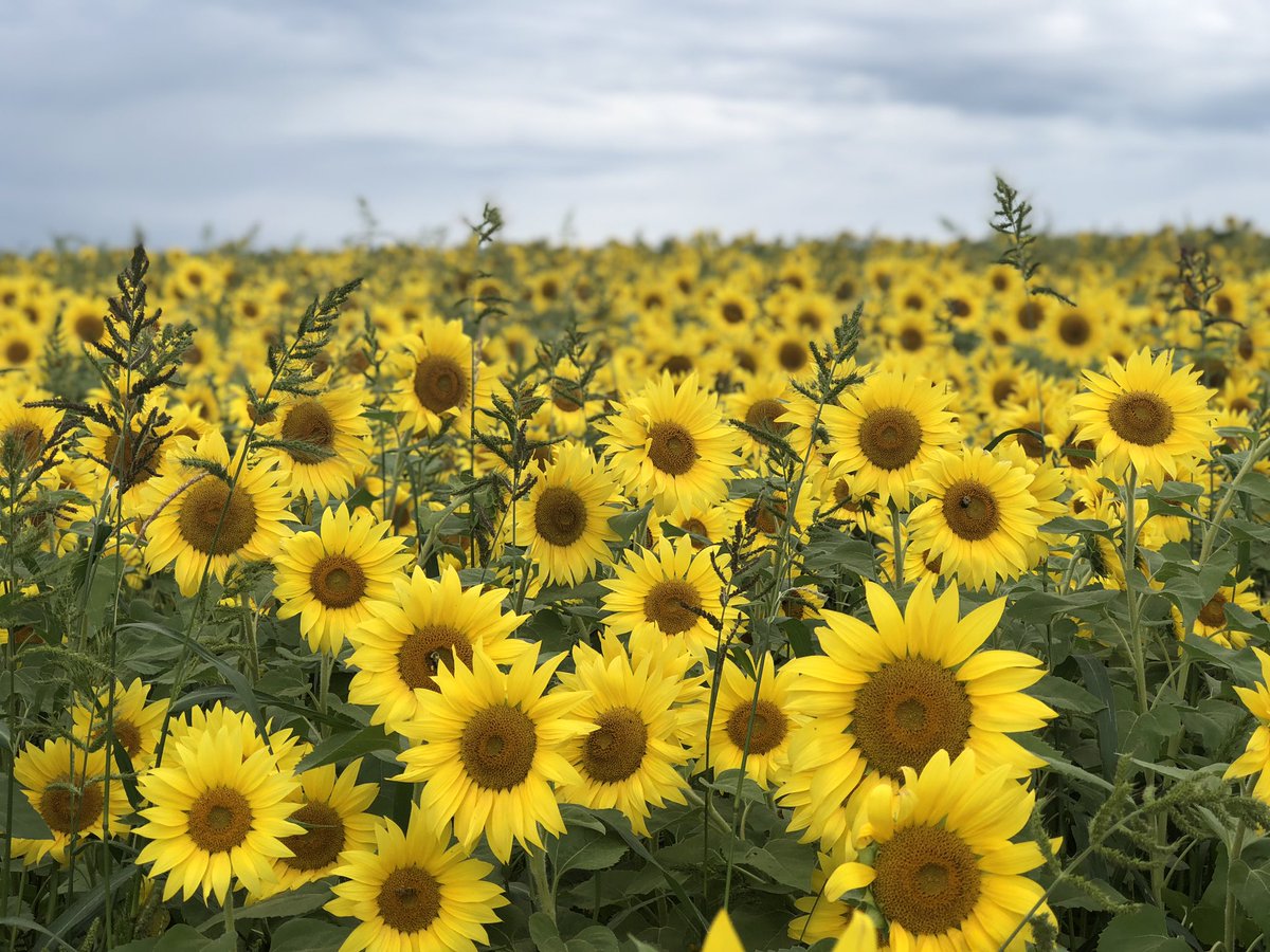 Lisayoung01's tweet photo. 🌻 #ColbyFarm #MyNewEngland #SunflowerField https://t.co/PYohyEAouP