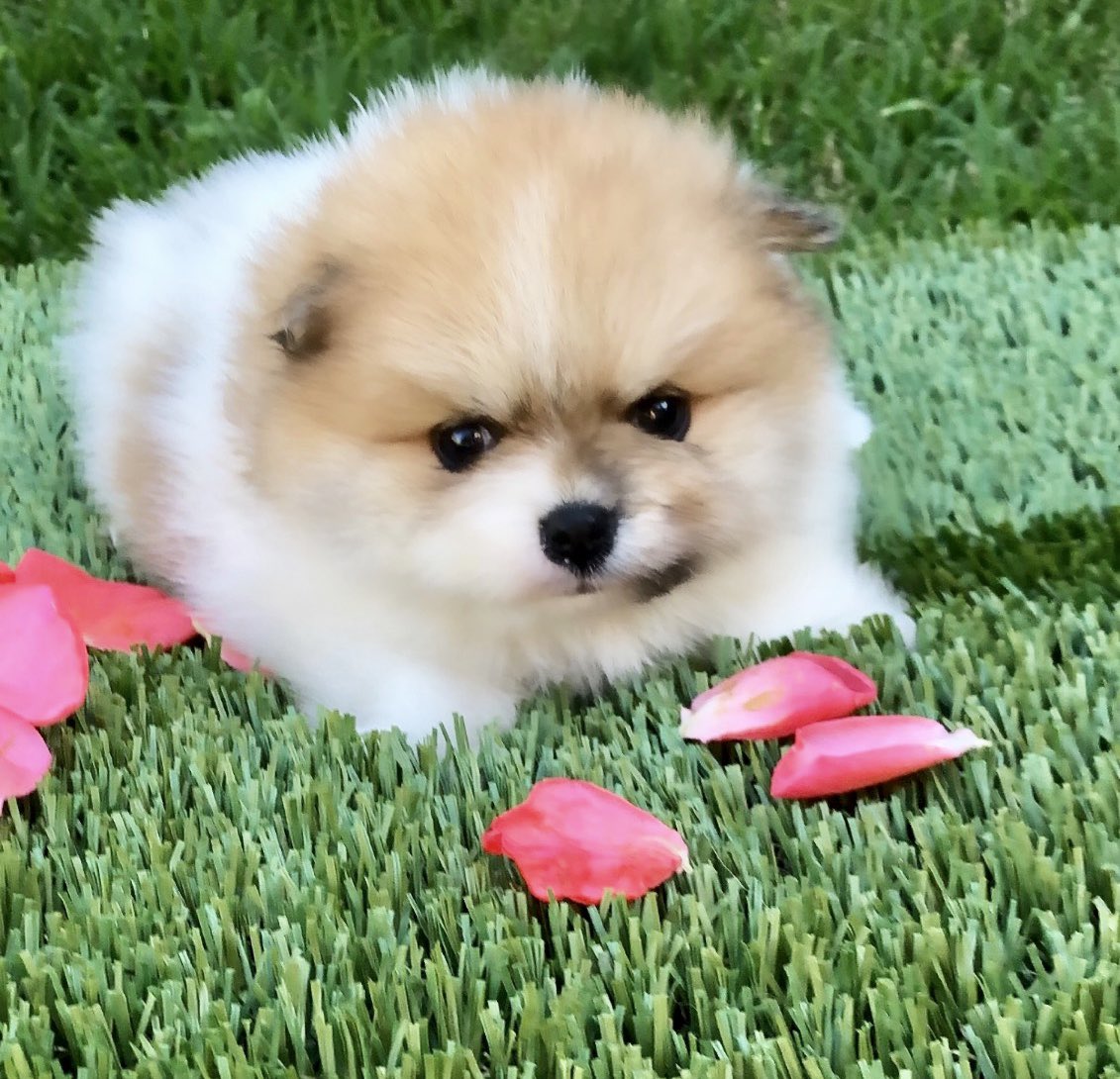 TPomeranians's tweet photo. This little cutie is looking for her furever home https://t.co/oH55hveBWI