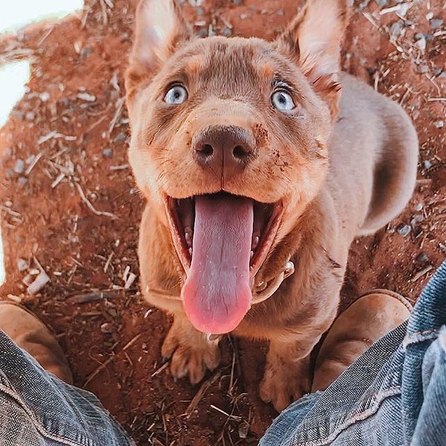kelpiecountry's tweet photo. New Post: https://t.co/ORg0HYUweF Happy Tongues out Tuesday my hooman! You're soooo tall. I'm already getting a stiff neck from looking all the way up there!
.
#tonguesouttueaday #tongue #workboot #kelpieofficial #aussiekelpie #kelpieofig #puppy #tot #kelpie #kelpiecountry #ke… https://t.co/PVV6ZwMAWt