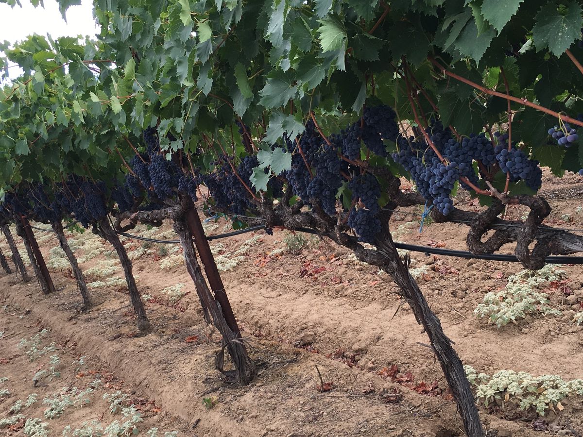 grapeseedwine's tweet photo. Happy Labor Day - Harvest Approaches 🍇! - https://t.co/Hph8z6pokr https://t.co/i3HywQMhW9