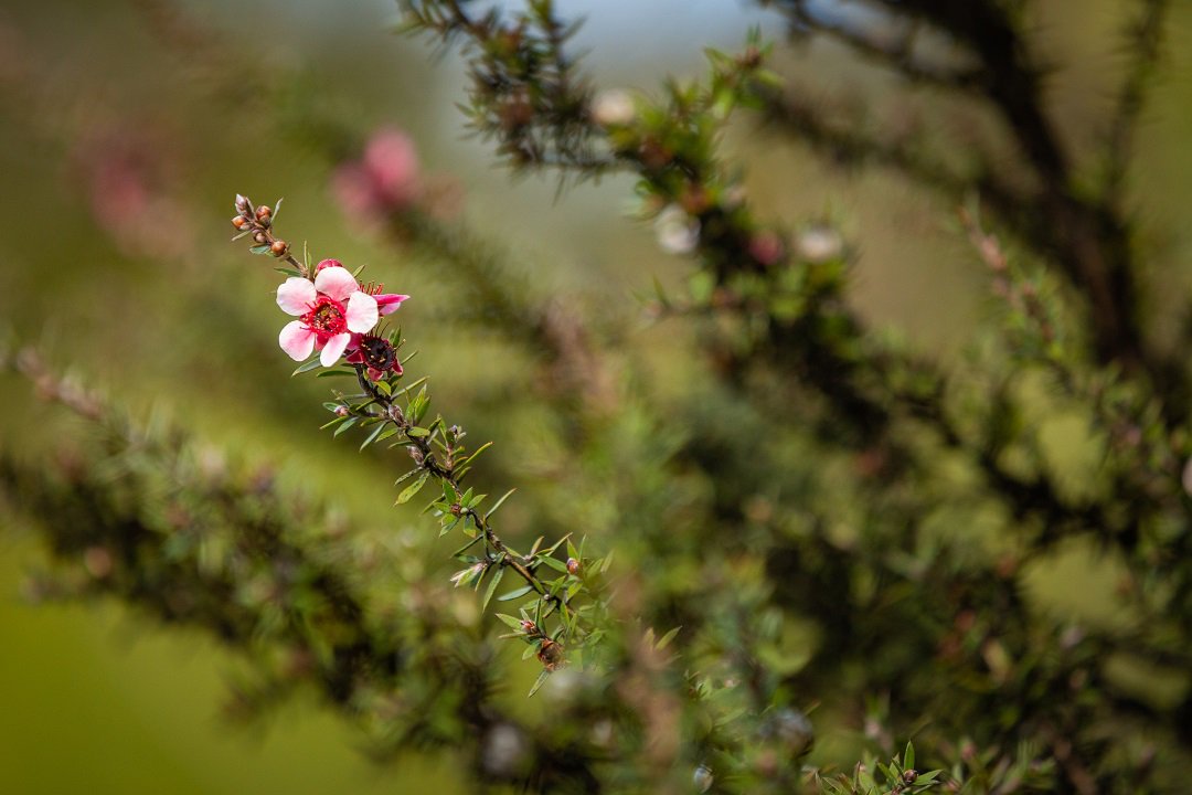 The first blooms of spring 🌸#matakauri #robertsonlodges #relaischateaux #luxurylodgesnz #spring