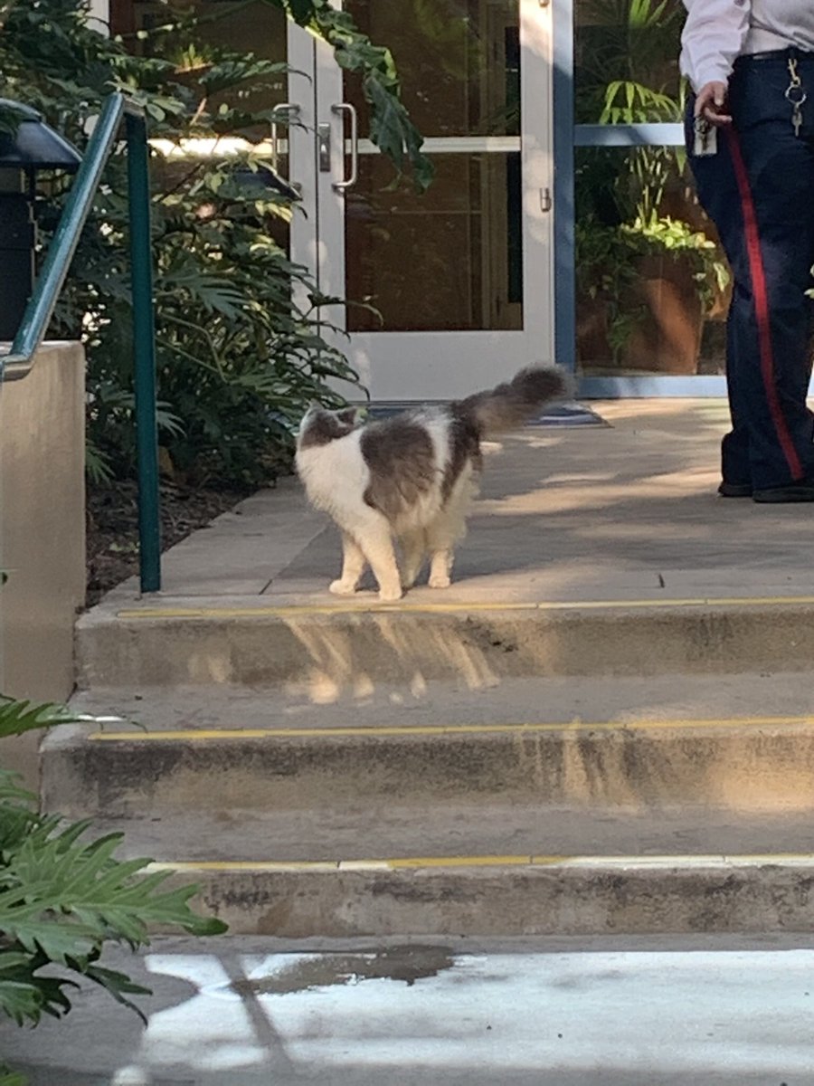 HyperionPodcast's tweet photo. It’s been a #CatsOfDisneyland weekend for us! Monday closed out with a two-“fur” with us running across both Ned & Liam at the #DisneylandHotel. @DisneylandToday #DisneylandCats #Disneyland https://t.co/pM22PZe2JU