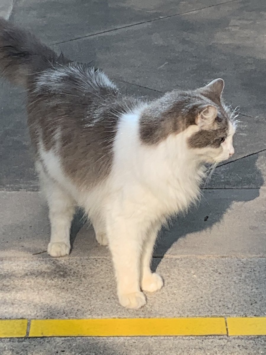 HyperionPodcast's tweet photo. It’s been a #CatsOfDisneyland weekend for us! Monday closed out with a two-“fur” with us running across both Ned & Liam at the #DisneylandHotel. @DisneylandToday #DisneylandCats #Disneyland https://t.co/pM22PZe2JU