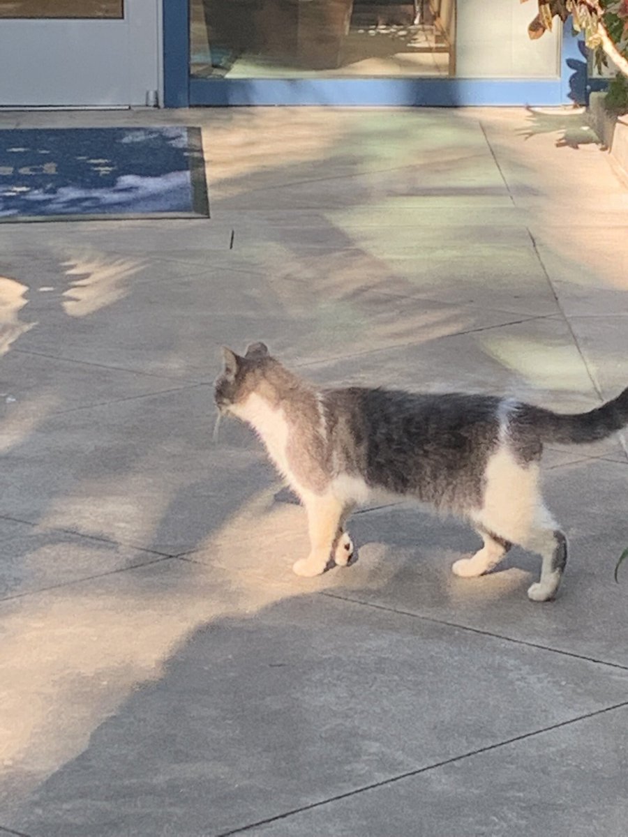 HyperionPodcast's tweet photo. It’s been a #CatsOfDisneyland weekend for us! Monday closed out with a two-“fur” with us running across both Ned & Liam at the #DisneylandHotel. @DisneylandToday #DisneylandCats #Disneyland https://t.co/pM22PZe2JU