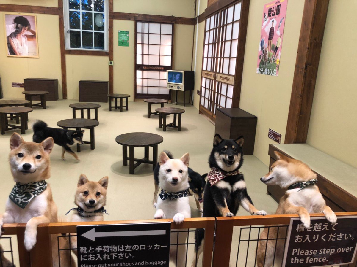 豆柴カフェハウステンボス店 はじめまして 豆柴カフェハウステンボス店instagramとtwitterを開設致しました 可愛い豆柴ちゃん達をどんどん投稿していきますので ぜひフォローお願いします 豆柴カフェ 豆柴カフェハウステンボス
