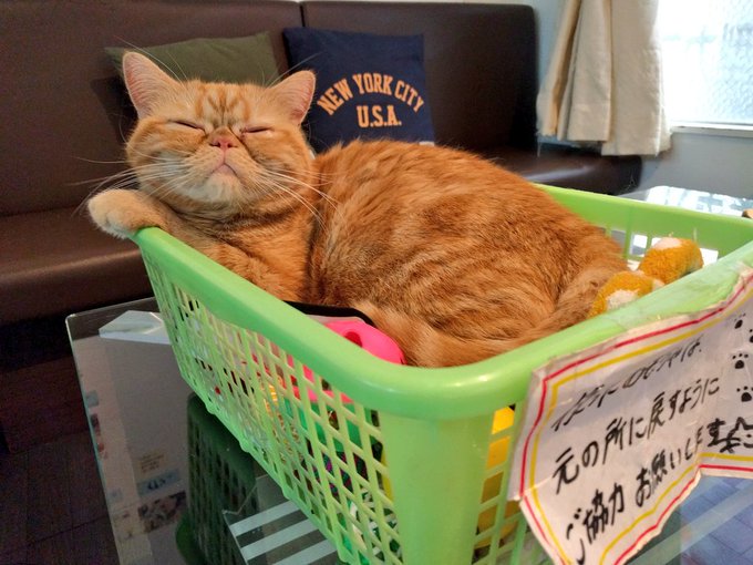 Munchi_Cat's tweet photo. #里親募集中
#エキゾチックショ��トヘア♀
#マヤ

お淑やかな女の子👧
よく舌ペロ👅しています。

人とも猫とも仲良し🌼

カゴなどの狭い所で寝るのが大好きで、
涼しい季節になるとお膝にもよく乗ってきてくれますよ💓

癒し系No.1猫ちゃん✨✨

☏06-6180-6760
#里親募集 #里親 #保護猫カフェ https://t.co/KL7H8zjmgk
