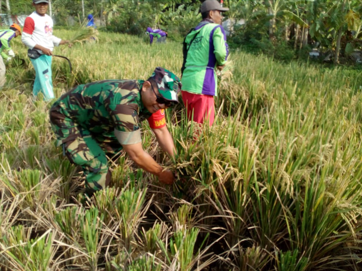 koramil04's tweet photo. Babinsa Mojolegi srm Khoirul mendampingi petani panen padi jenis 32... https://t.co/0yTZGI2YLX
