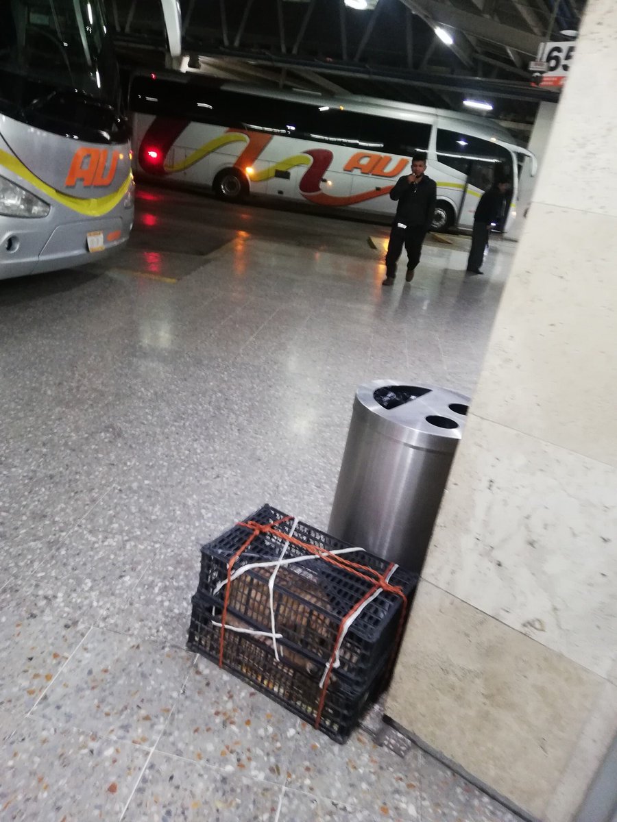 FerCanalesF's tweet photo. #AYUDA | Abandonan a perrito en la CAPU porque autobuses AU no permitió que subiera en la caja en la que la transportaban. Una usuaria de nombre Yack Sanz publico en Facebook la historia y resulta triste e incomprensible. Es un ser vivo, no merece ser abandonado. No hay palabras. https://t.co/wuSYEAIyVu
