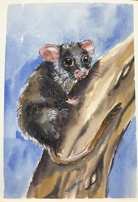 Australianpossumのtwitterイラスト検索結果 古い順