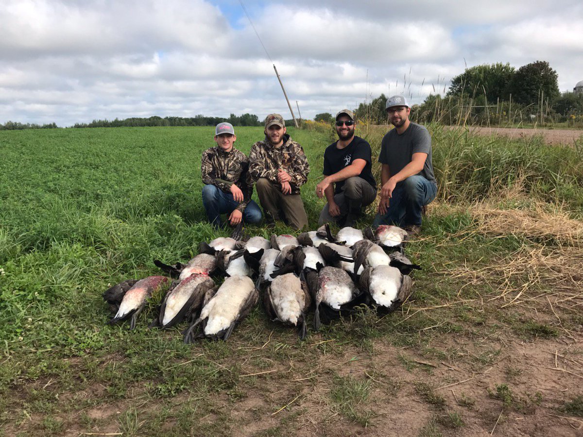 StudyTheHunt's tweet photo. 18 birds today. Just two shy of our four man limit! #Waterfowl #EarlyGoose #Hunting https://t.co/Jf45IvInFH