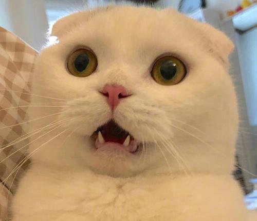 Do you think this is a real or fake cat?😲