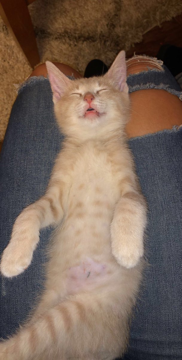 malakular_bio's tweet photo. Twitter, meet Mylo. He also responds to his street name: Nugget 🤞🏼 https://t.co/Ipl3UOqMLd