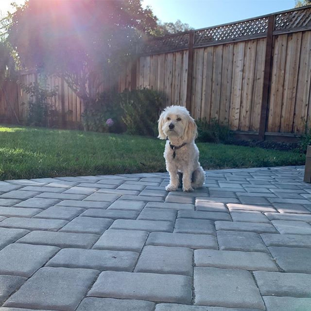 the_daily_jonas's tweet image. Soakin’ up some of summer’s last rays. ☀️ #sunkissedpup #ldw #backyardshenanigans #thedogist ift.tt/2Pzbz49