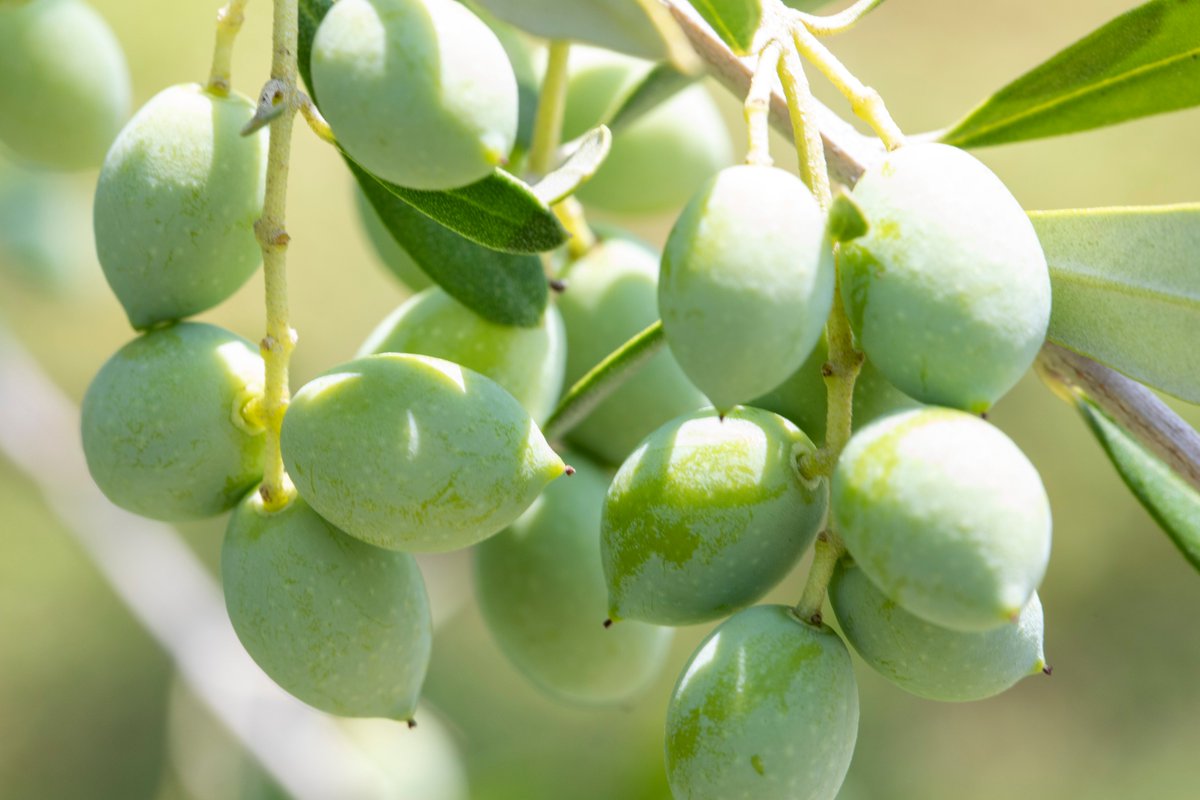 東洋オリーブ 小豆島の主要4品種 じゃない品種 もぷくぷく成長中 左上から時計回りにコロネイキ アザパ セントキャサリン カラマタ 東洋オリーブで栽培してるオリーブ樹は1 2 種類 世界には1 6 0 0 種類以上あるといわれてます