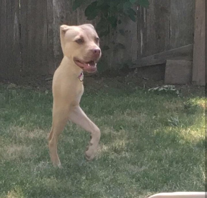 UnPene3's tweet photo. Pobre perro se encuentra solo sin mi https://t.co/0juwunfU1C