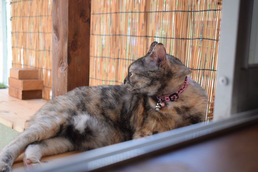 猫をベランダに出させてる 脱走を防ぐ方法から役立つ商品まで ねこちゃんホンポ