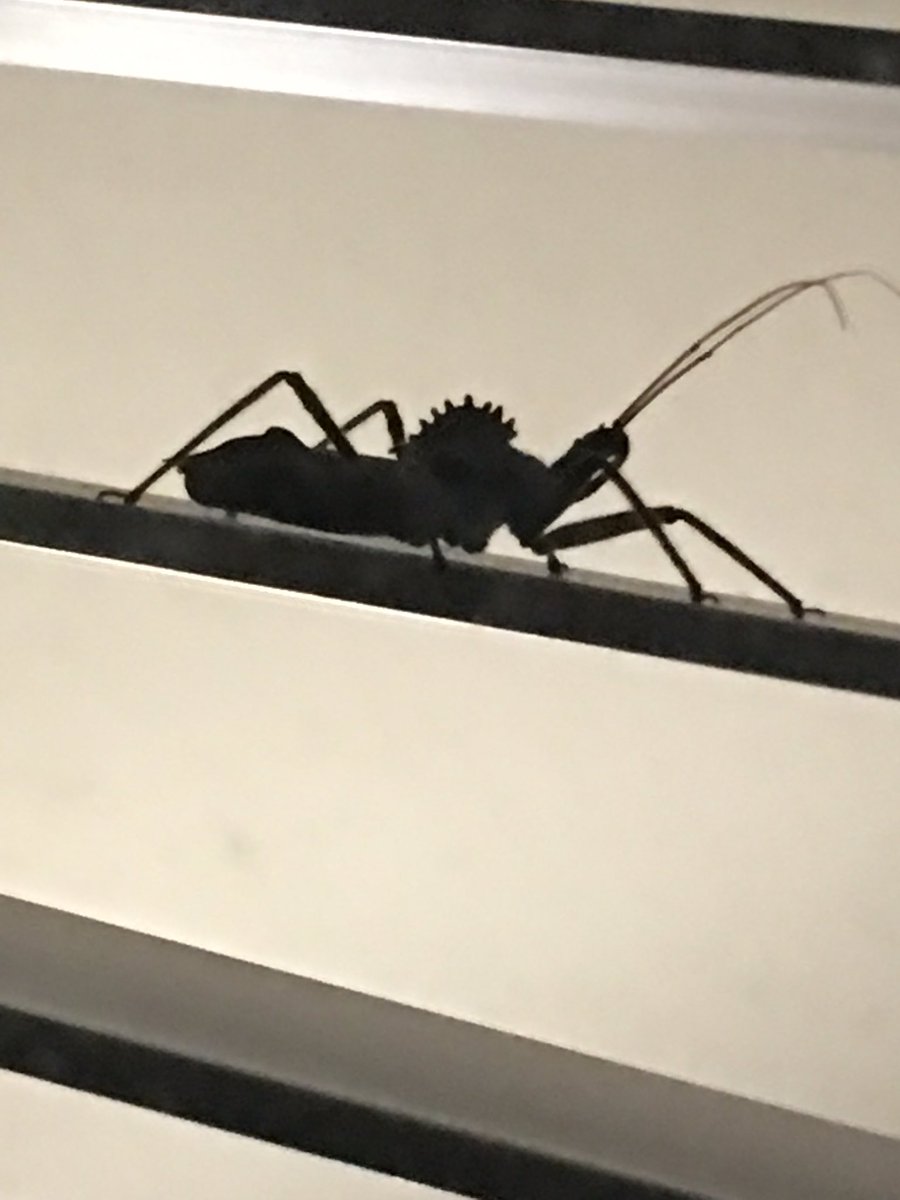 alysonstarks's tweet photo. Is there an “I’m an expert on bugs” section of twitter? How do I mass ask them what the fuck this demon on my blinds is?! 🐛🦟🐜🦗
#bugtwitter #bugs #bugstwitter #bugexpert https://t.co/a14paOJMTj