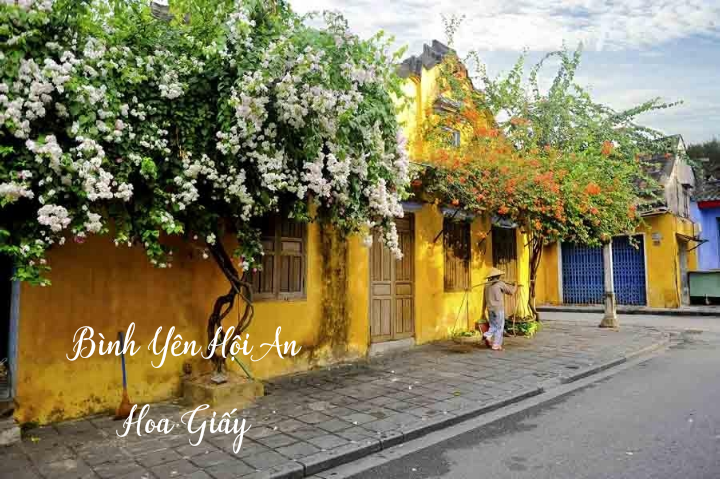 RestaurantMoka's tweet photo. Peaceful lesser bougainvillea in Hoi An
#restaurant #traveling 
Follow us at: https://t.co/1BYdsj3XOy https://t.co/HcmB0T3H8X