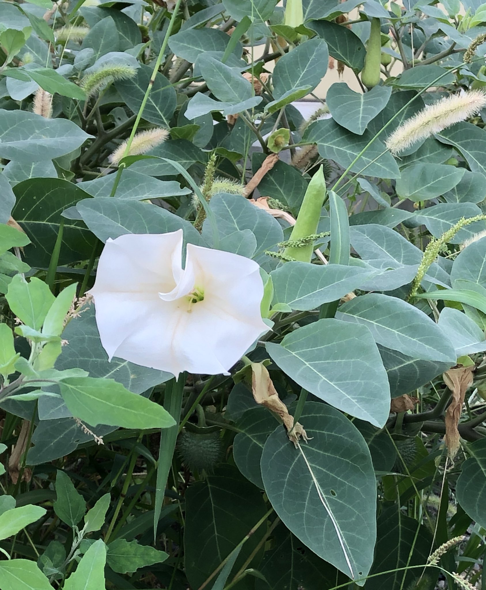 名香智子 大きな交差点の空き地に生えてました ケチョウセンアサガオ 毛朝鮮朝顔 別名アメリカチョウセンアサガオ 学名datura Inoxia ナス科 中央アメリカおよび南アメリカが原産 イヌタデの白 T Co R1ur55pjem Twitter