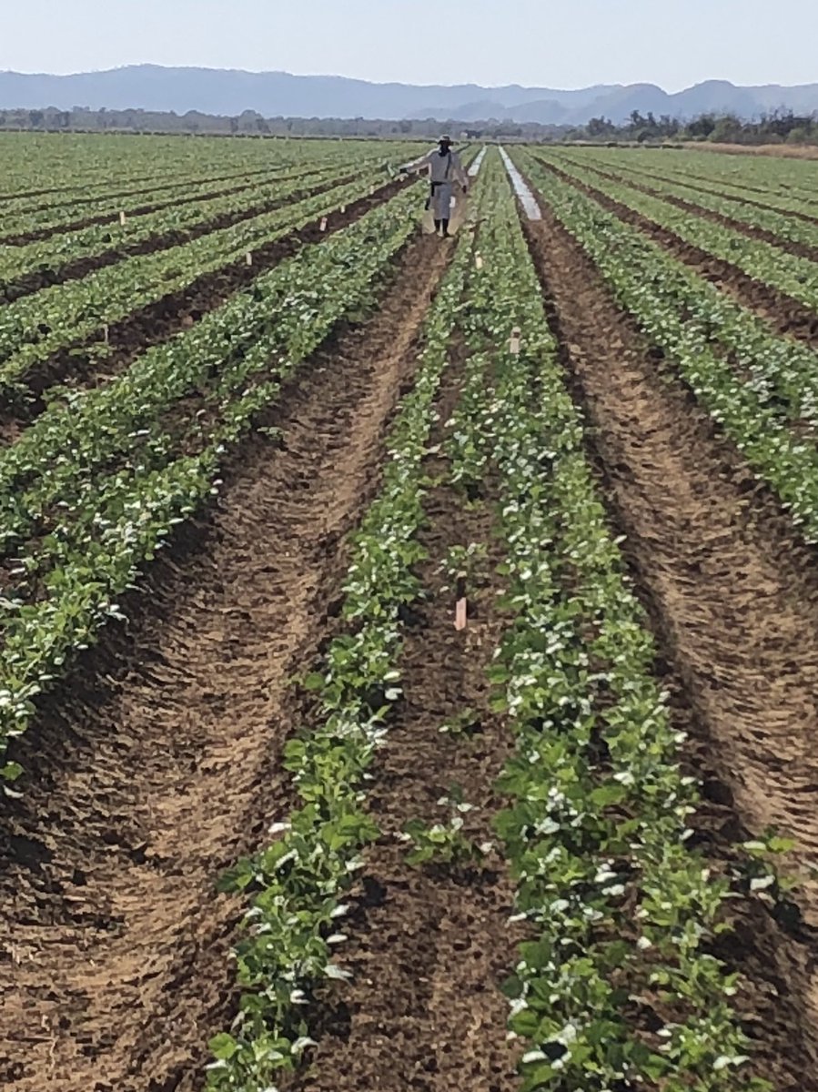 Finishing mungbean herbicide tolerance trial just beating the water.