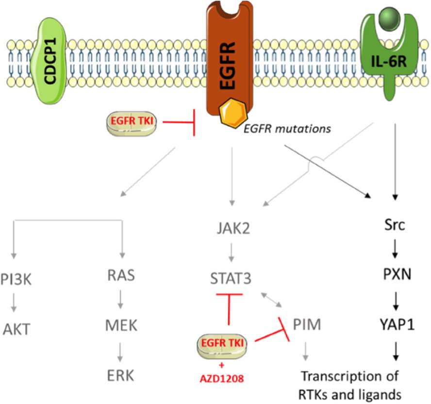 JCMT_CancerNews's tweet photo. New article by Rafael Rosell &amp; colleagues from Barcelona, Spain: PIM-1 inhibition with AZD1208 to prevent osimertinib-induced resistance in EGFR-mutation positive non-small cell lung cancer

Read full article here:
https://t.co/HIY5LKaUnL

#EGFR #lungcancer https://t.co/mZLIGATUBq