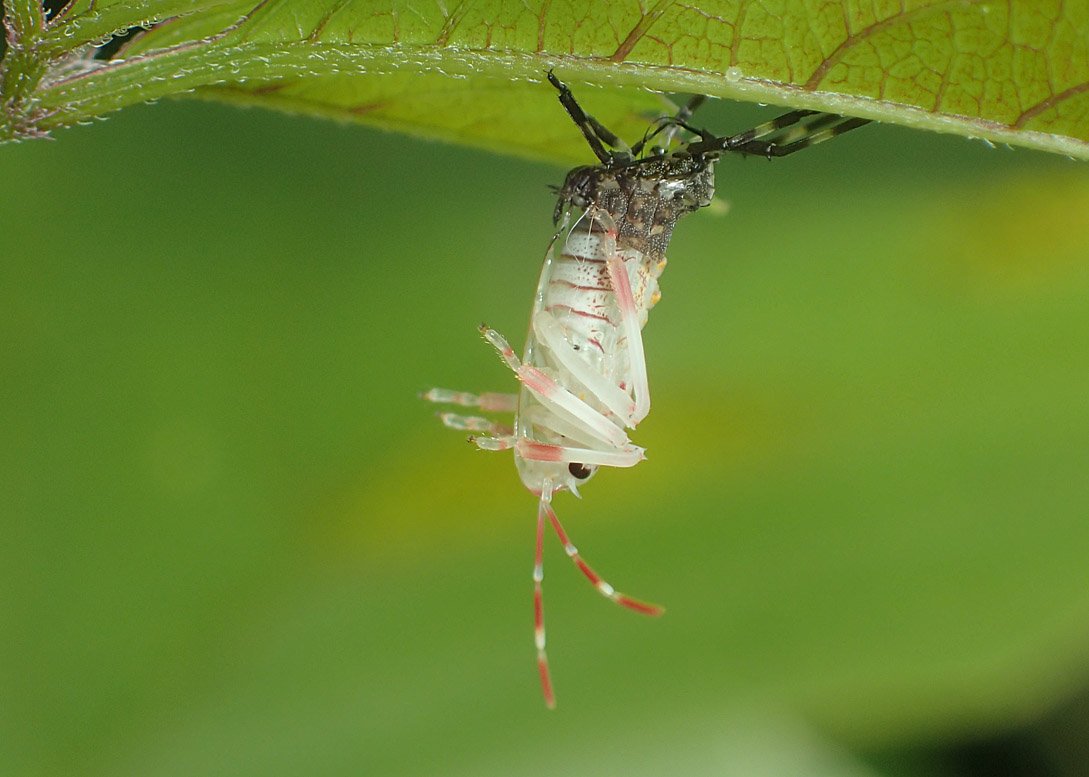 おはる 雨が降り出す前にちょい観察 脱皮中のカメムシ たぶんごく普通のクサギカメムシ