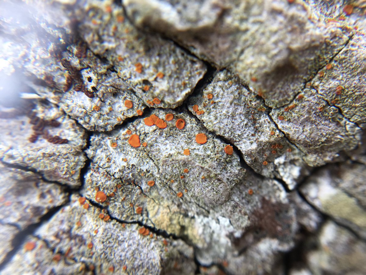 aprilwindle's tweet photo. Earlier this year, a trip to Rydal Park yielded a new record for S41 Caloplaca herbidella #firedot. This find, alongside little survey effort since the 80’s has resulted in a #BLS Recording Meeting over the next 2 days, with some top lichenologists. Yep, feeling chuffed! #lichens https://t.co/VPqaunpNDF