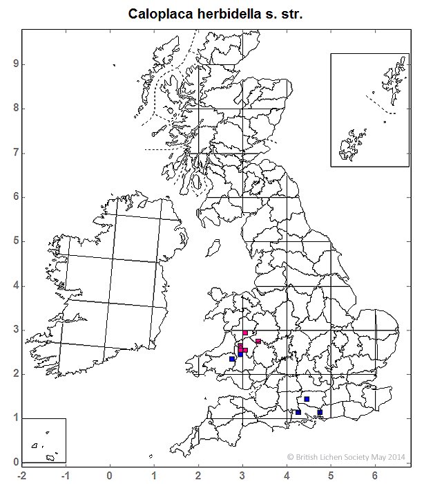 aprilwindle's tweet photo. Earlier this year, a trip to Rydal Park yielded a new record for S41 Caloplaca herbidella #firedot. This find, alongside little survey effort since the 80’s has resulted in a #BLS Recording Meeting over the next 2 days, with some top lichenologists. Yep, feeling chuffed! #lichens https://t.co/VPqaunpNDF