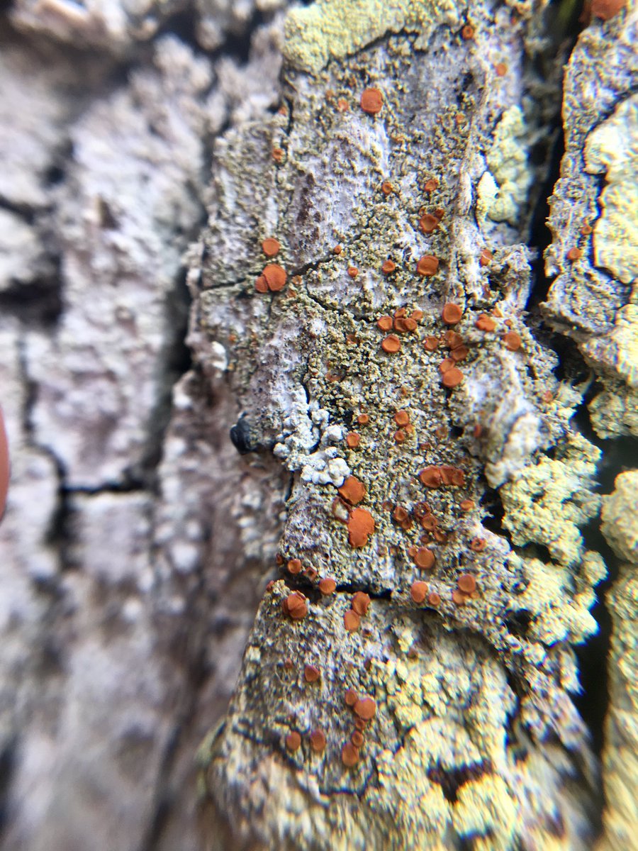 aprilwindle's tweet photo. Earlier this year, a trip to Rydal Park yielded a new record for S41 Caloplaca herbidella #firedot. This find, alongside little survey effort since the 80’s has resulted in a #BLS Recording Meeting over the next 2 days, with some top lichenologists. Yep, feeling chuffed! #lichens https://t.co/VPqaunpNDF