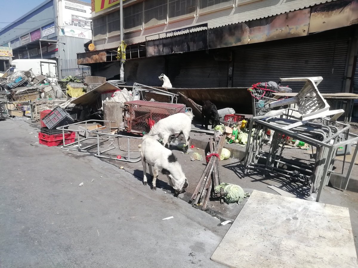 yethudlamini's tweet photo. Only goats in Alex can loot shops. ๐ #AlexShutdown #AlexLooting #Alexandralooting @TheStar_news @ReporterStar https://t.co/W0FkILzGmr
