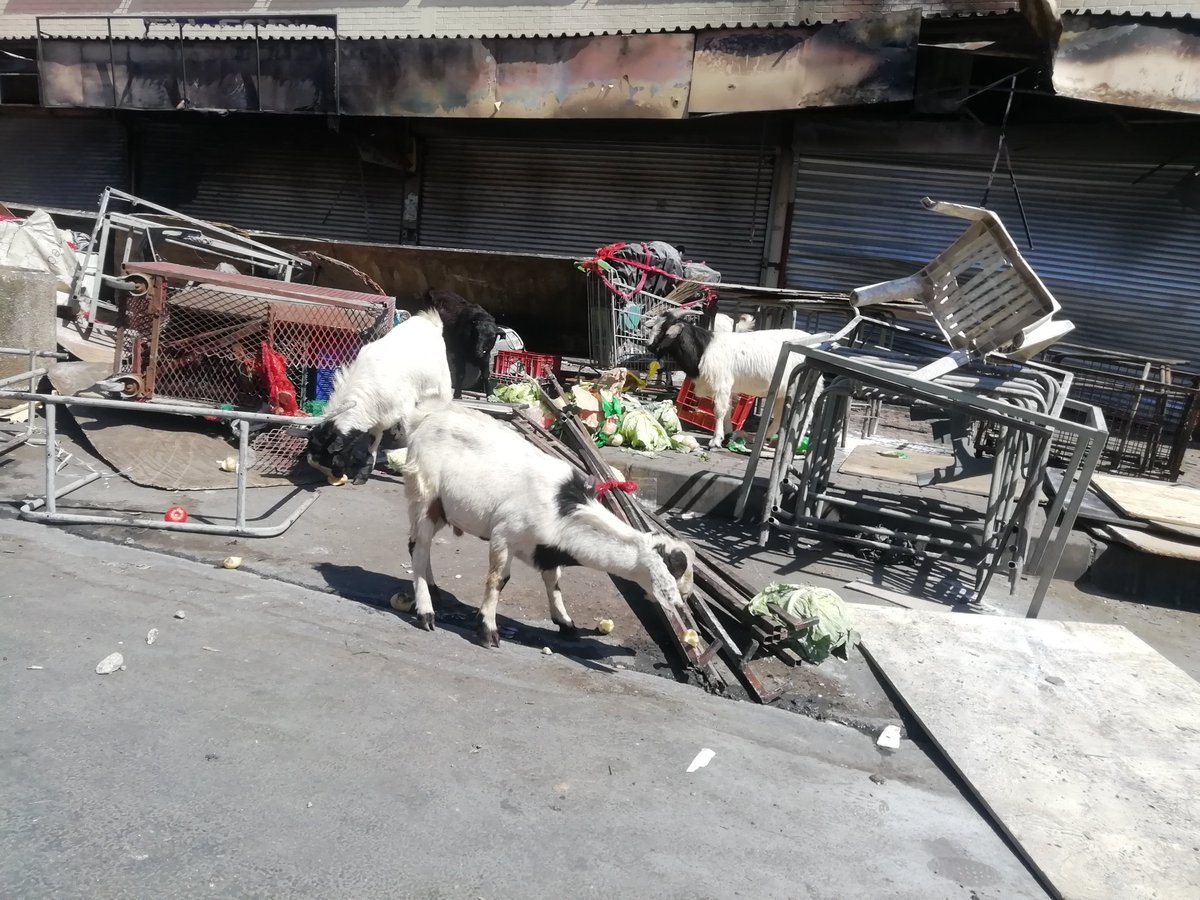 yethudlamini's tweet photo. Only goats in Alex can loot shops. ๐ #AlexShutdown #AlexLooting #Alexandralooting @TheStar_news @ReporterStar https://t.co/W0FkILzGmr