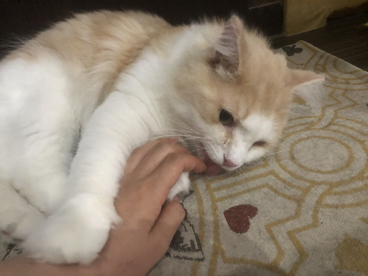 manchiTuruhashi's tweet photo. 【#里親募集】
#ノルウェージャンフォレストキャット ♂ キ���スバル  2016.9.3生まれ

本日お誕生日!!🎂おめでとうキャスバル🎊🥳👏🎉
3歳になりました✨
まだまだ子猫同然のやんちゃさ😄
お客さんやスタッフの手にじゃれて甘噛みしていました😂
噛んだ後はぺろぺろ舐めてくれます✨

✆06-4307-4715 https://t.co/ivh5HO2KEV