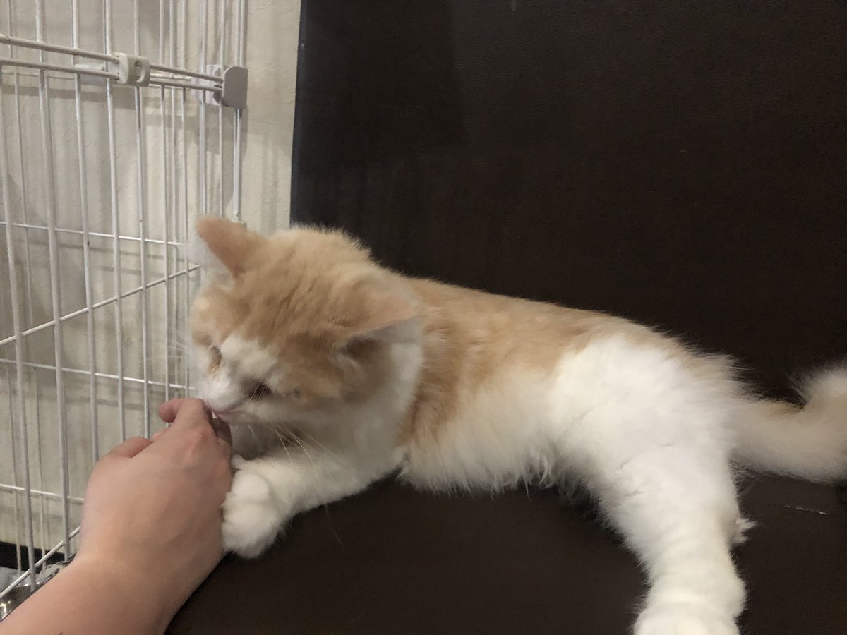 manchiTuruhashi's tweet photo. 【#里親募集】
#ノルウェージャンフォレストキャット ♂ キ���スバル  2016.9.3生まれ

本日お誕生日!!🎂おめでとうキャスバル🎊🥳👏🎉
3歳になりました✨
まだまだ子猫同然のやんちゃさ😄
お客さんやスタッフの手にじゃれて甘噛みしていました😂
噛んだ後はぺろぺろ舐めてくれます✨

✆06-4307-4715 https://t.co/ivh5HO2KEV