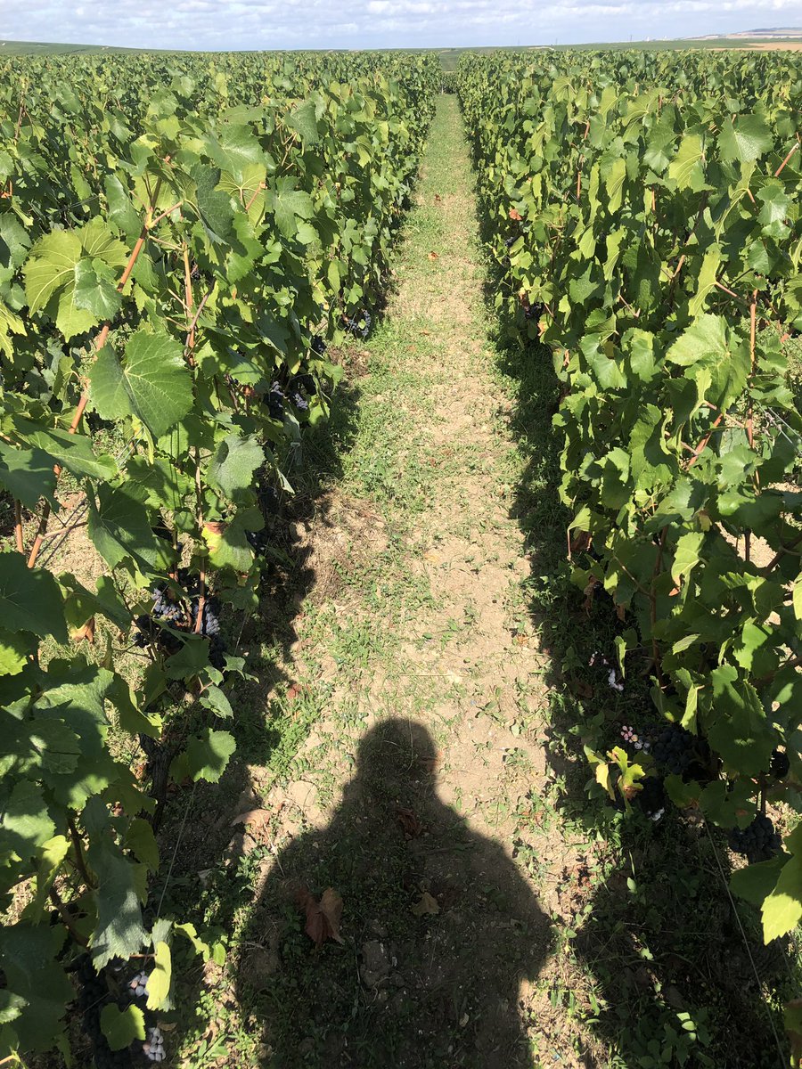 Louis Roederer On Twitter Chemin De Sept Saulx Verzy End
