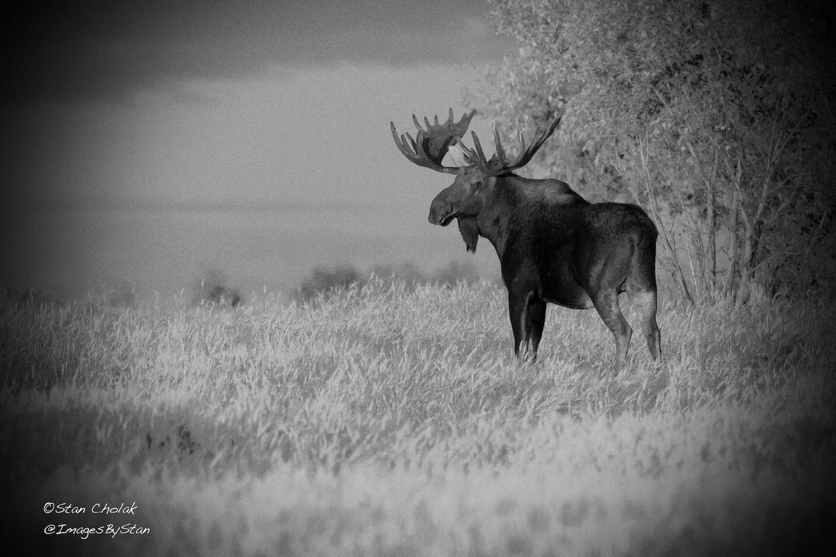 #photo by <a href="/ImagesByStan/">Images By Stan</a> #Alberta. #BullMoose