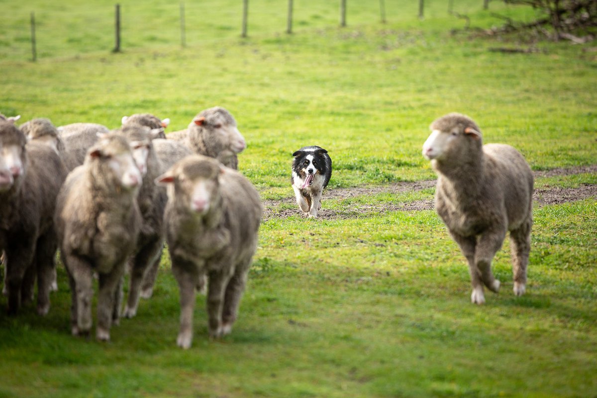 OzDogLover's tweet photo. In a year of firsts, #BorderCollie Jed has become the first of his breed to become the 2019 #CobberChallenge Champion, the first winner from #SouthAustralia &amp; the first winner by a female owner, Peta Bauer.
He covered 717km in 3 weeks, working on the farm!
https://t.co/YYFuwaqoyd https://t.co/ZEn7j2lGnX
