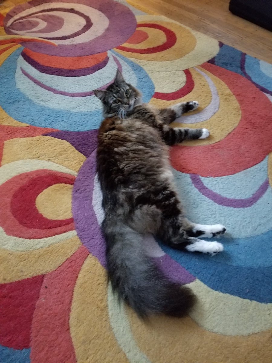 purplegnomling's tweet photo. Order mascot/supervisor Loki exalting in having his living room back after breakdown. #OAD #AzlantOdyssey #RuinsofAzlant #PathfinderRPG #Marathon6 @theamberdie https://t.co/Ax4CLAbIsp