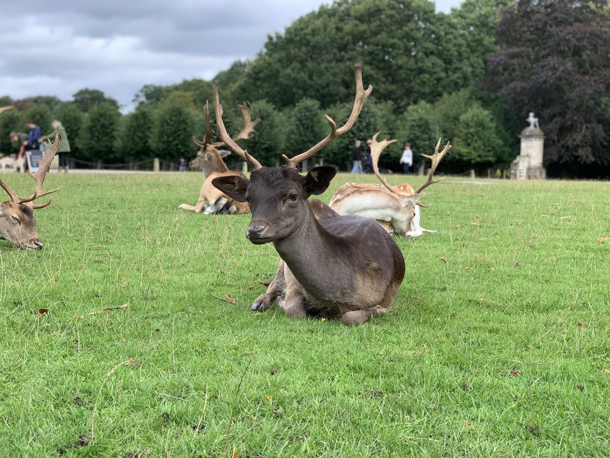 Darran McLeod (@darranmcleod) on Twitter photo Enjoyed the visit to <a href="/DunhamMasseyNT/">Dunham Massey National Trust</a> great grounds and gardens and the children with the deers. #nationaltrust #relaxing #gardens Enjoyed the visit to <a href="/DunhamMasseyNT/">Dunham Massey National Trust</a> great grounds and gardens and the children with the deers. #nationaltrust #relaxing #gardens