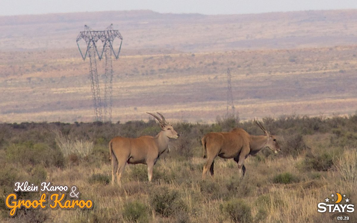 StaysCollection's tweet image. The Karoo National Park is inhabited by several species of buck, and the visitor may also catch sight of baboons, black-eared foxes, jackal and kudu. 

karoostays.co.za

#stays #Staysselect #localvenues #travelsouthafrica #Southafrica #Karoo #buck #baboons #foxes #kudu
