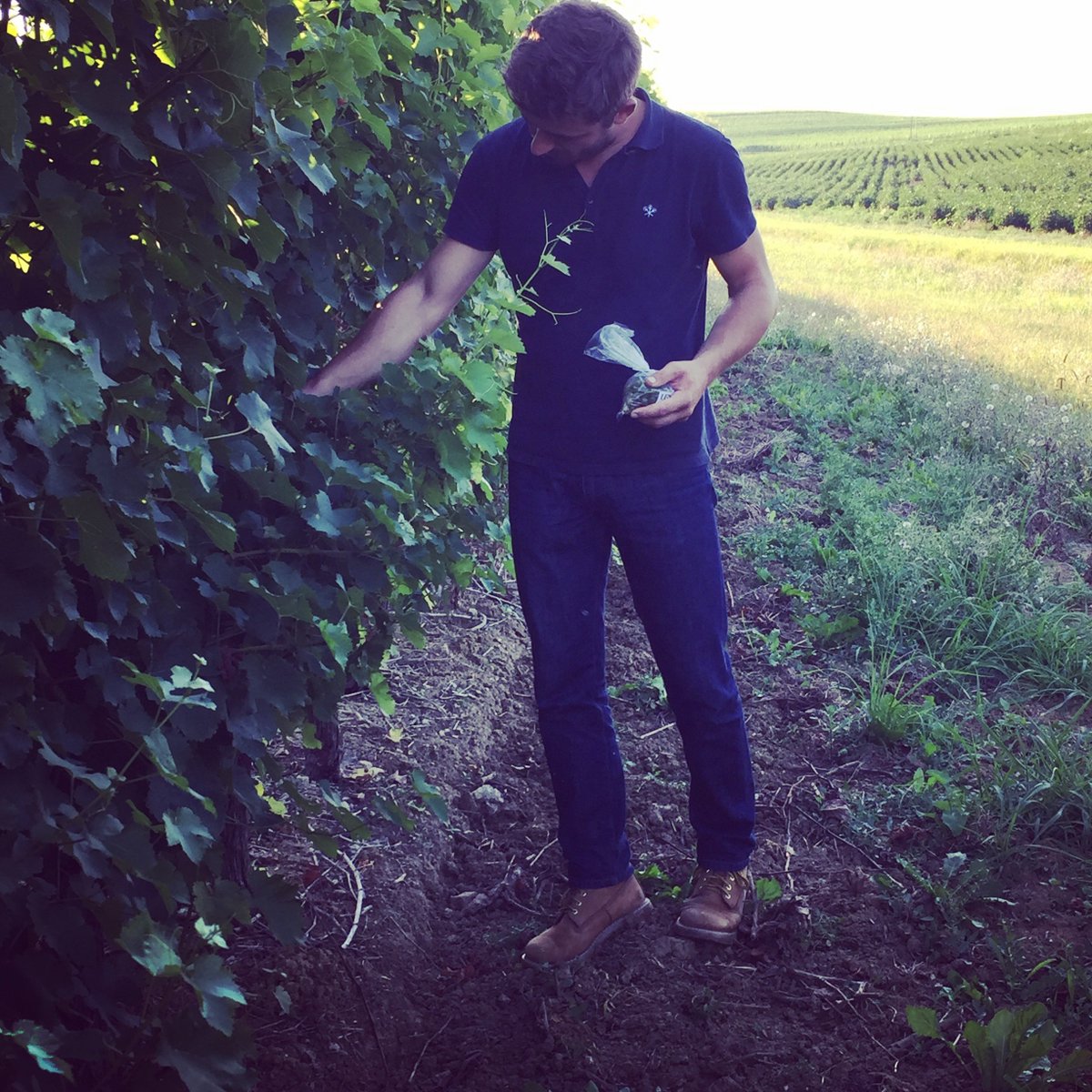 JeanFil4's tweet image. À quelques mois de la récolte du coton vient d’abord le temps des vendanges 🍇🤗. #impatient #champdecoton #cotondefrance