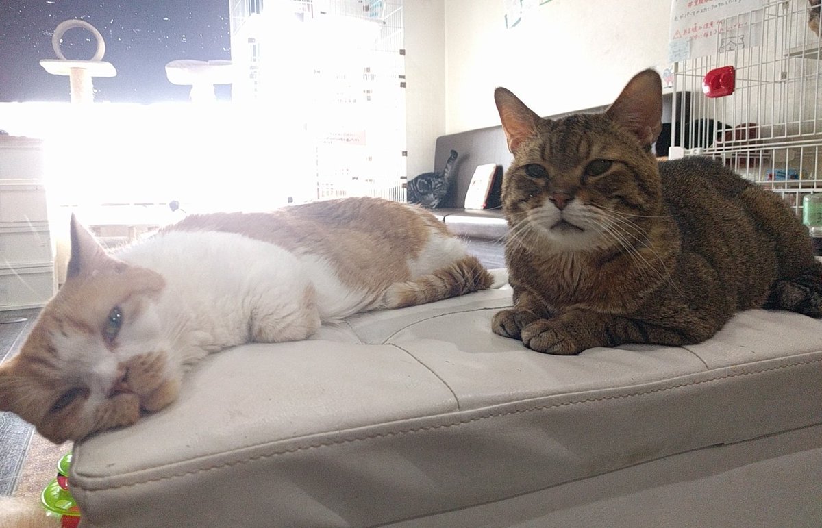 manchiTuruhashi's tweet photo. 当店には、SNSを見て面会に来て下さるお客様が沢山います😸

面会は度々行なわせて頂いておりますが、先月は���かなか里親様が決まらず…💦

今いる子達が卒業する事で、また新たな命をレスキューする事ができます🔔

どうぞ、#拡散協力 だけでも宜しくお願い致します✨

#保護猫　#里親募集　#里親 https://t.co/xJJKrDFEja