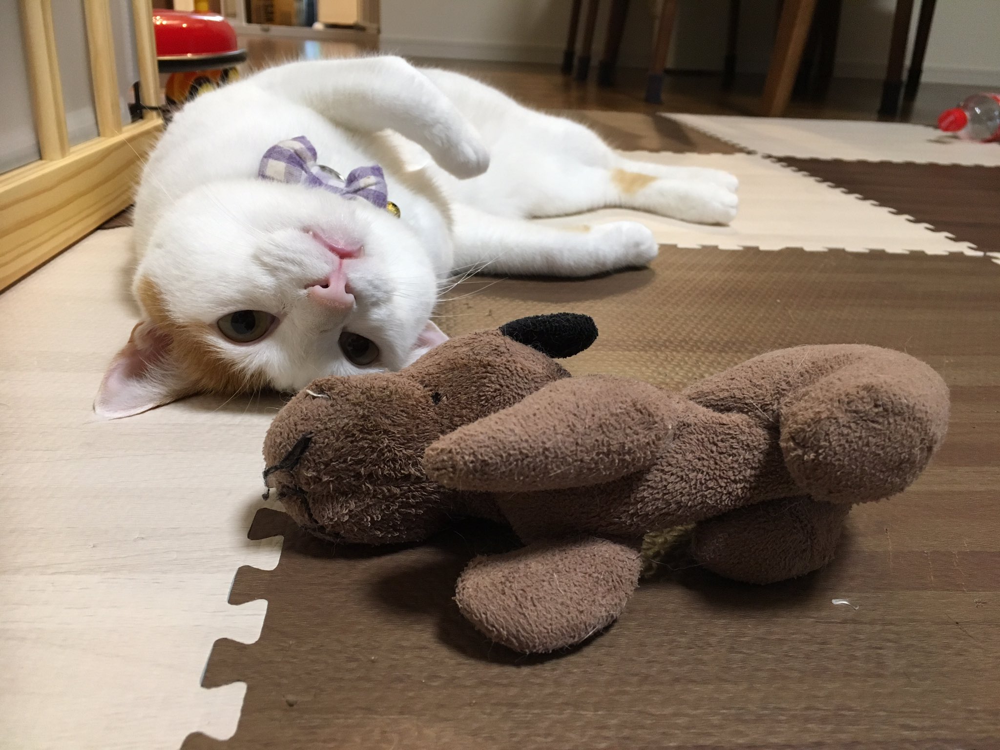 むぎ Ar Twitter ジョイントマットに擬態する猫と犬 むぎ Ar Twitter ジョイントマットに擬態する猫と犬