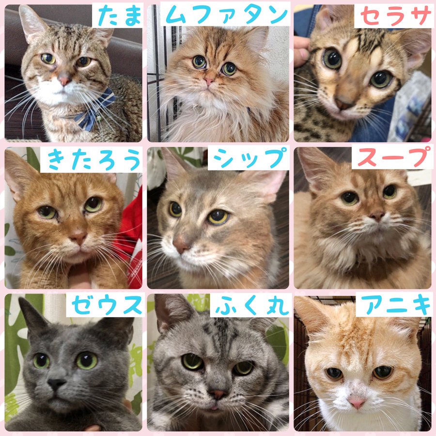 manchiTuruhashi's tweet photo. 今いる子達は、里親様が見つかるまで当方が責任を持ちお世話をします🍀

でも、ここにいることがこの子達の幸せではない事は確か😔
自分だけの家族、パートナーを猫ちゃん達は心待ちにしています🏠

色々な子がいます。
単に猫が欲しい、ではなく、
この子を迎えたい。と思える子と
出会えますように🍀 https://t.co/HgUeLLGsiX