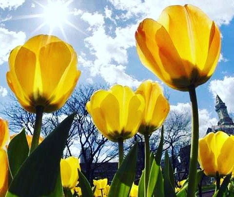 Jus_Events's tweet image. Through all the crisis in the country #Sa_Shutdown #AmINext we still hope for a #HappySpring