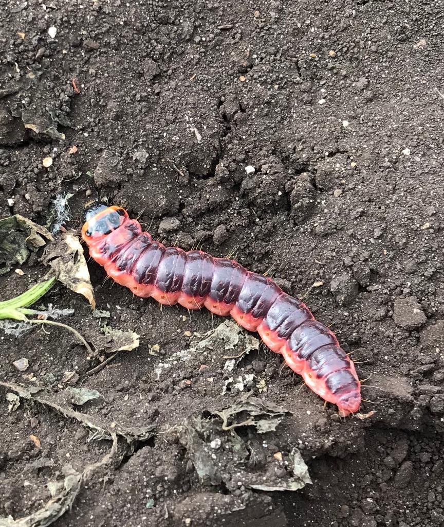 cycleabout's tweet image. Any ideas what this colourful chap is? @MartinHey3