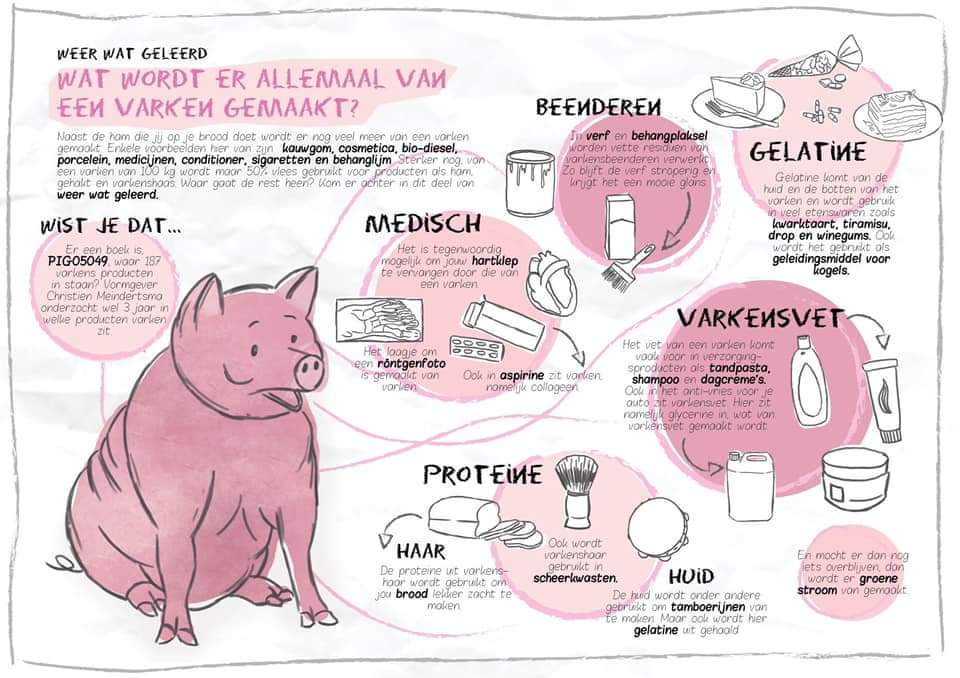 vergotebart's tweet photo. Zonder het in de gaten hebben, komen zelfs niet-vleeseters iedere dag op de meest vreemde momenten in contact met het varken. Want varkens leveren bv. ook een bijdrage aan wasmiddelen, tandpasta en medicijnen. Het varken helpt mensen kortom voeden, verzorgen en genezen!
#informer https://t.co/3WSrZcjrbv