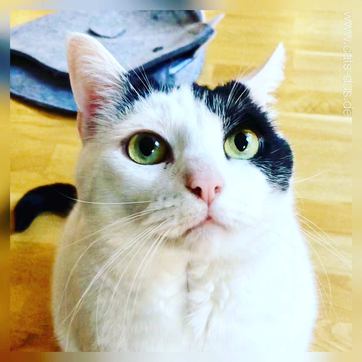 Tiger_Sternchen's tweet photo. So! Ich bin bereit! Der Dienstag kann losgehen! 😻❤️😻 Habt einen tollen Tag!🐾

I'm ready! Tuesday can start! 😻❤️😻 Have a great day!🐾

➡️ Info &amp; order form for our calendars 2020: https://t.co/YRZPyeaoAm 

#whiskers #schnurrhaare #calendar #goodcourse #kalender #guterzweck https://t.co/cMEZKNoX1j