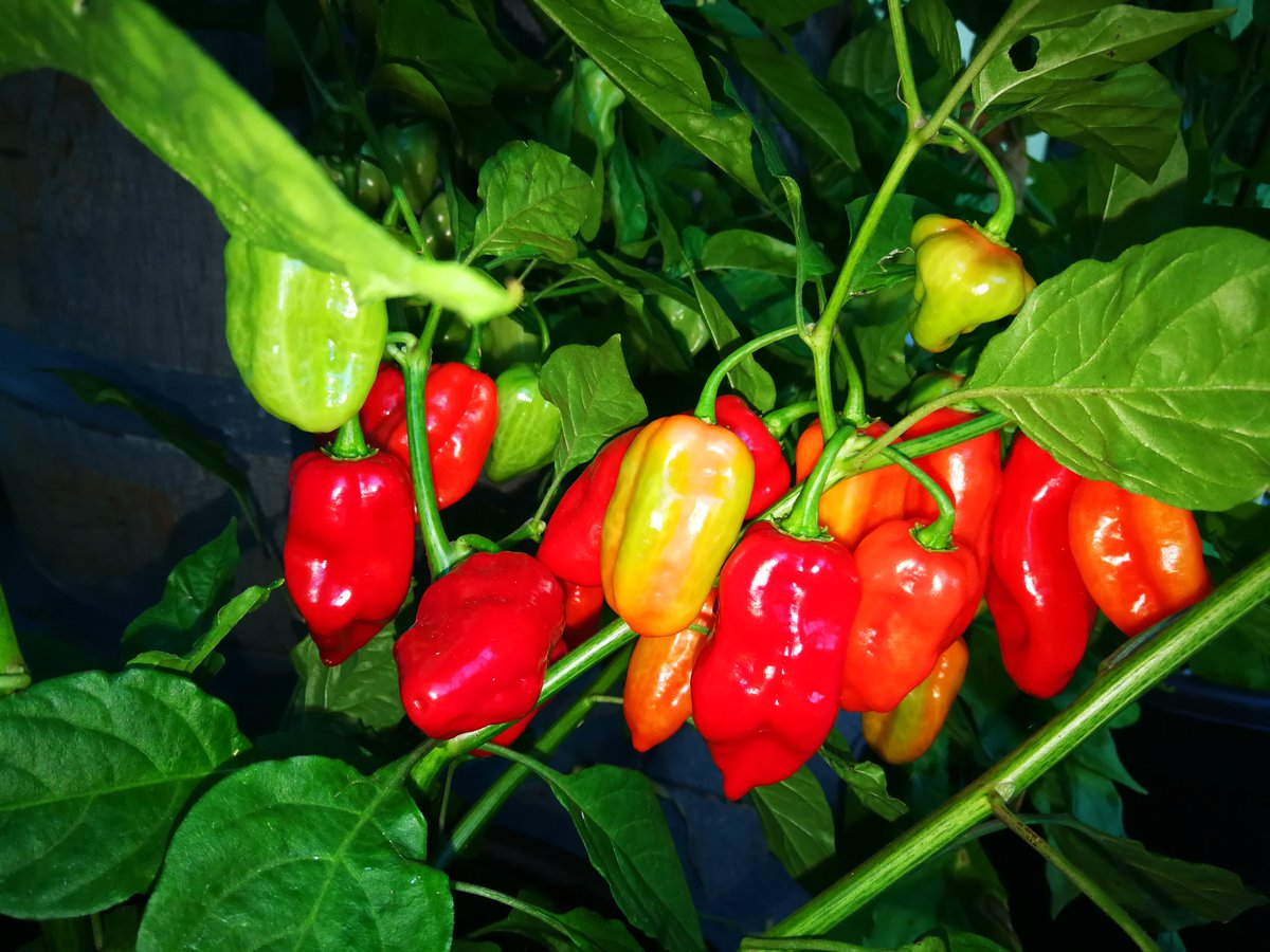 Chilianbau 2019
Ein paar Schnappschüsse von heute morgen...bald wird geerntet. Ich persönlich konzentriere mich dieses Jahr auf sortenreine Soßen. Insbesondere meine Lieblingssorten Lemon Drop und Aji Amarillo.
Tipps zur Verarbeitung: chili-shop24.de/chili-wissen/c…